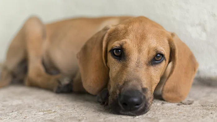 Adoptă un animal de la Humanimals
