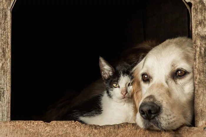 Voluntari Humanimals în teren
