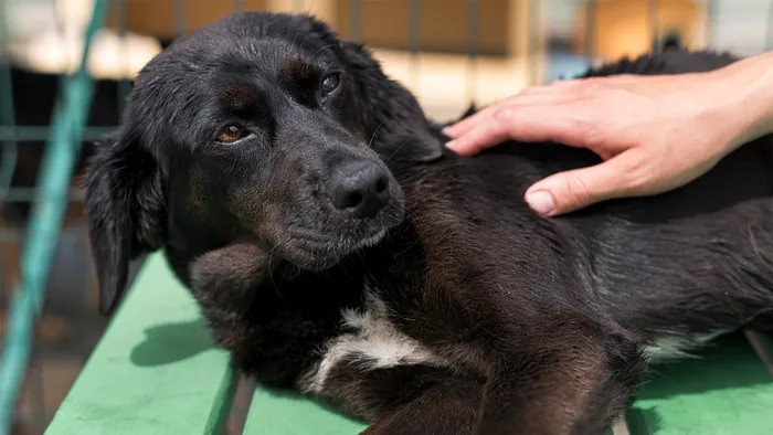 Animale din grija Asociației Humanimals