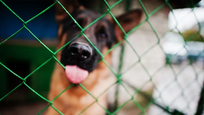 Voluntari Humanimals alături de animale